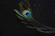 peacock feather on a black background