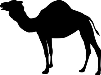 Canvas Print - Camel Animal Silhouette