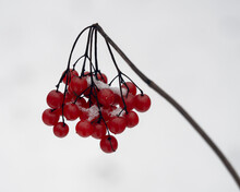Red Berries On A Branch Covered With Snow
