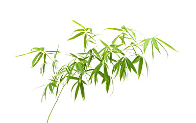 bamboo leaves isolated on white background
