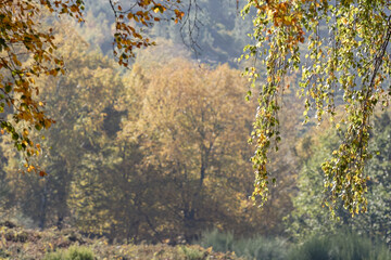 Canvas Print - Autumn natural background