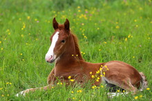 A Beautiful Chestnut Foal Lying On The Background Of A Green Meadow	