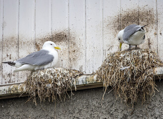 Pair of seagulls nesting