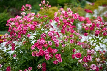 Poster - Pink blooming roses in the garden