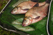 Two big freshwater common bream fish on green fishing net..