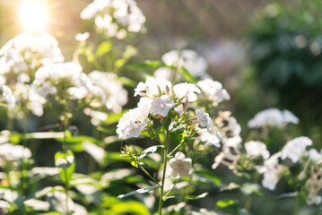 Sticker - Garden phlox (Phlox paniculata), vivid summer flowers. Blooming branches of phlox in the garden on a sunny day. Soft blurred selective focus.	