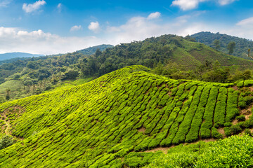 Poster - Beautiful Tea plantations