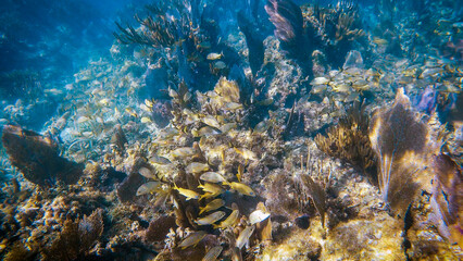 coral reef with tropical fish