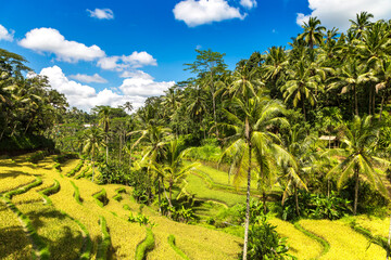 Poster - Tegallalang rice terrace on Bali