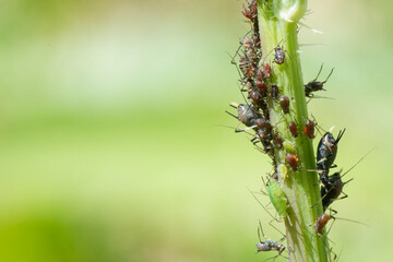 Wall Mural - ark-tailed thistle aphid - puceron noire - uroleucon aeneum