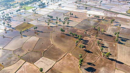 Wall Mural - Beauty rice terrace with Sugar palms on sunset