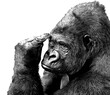 PNG illustration with a transparent background digital portrait pen and ink sketch of a gorilla pointing to his forehead deep on thought