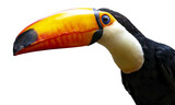 Fototapeta Zwierzęta - PNG illustration with a transparent background portrait of a toucan bird