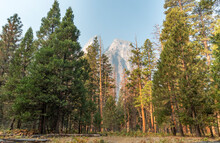 Ponderosa Pine Forest In Yosemite Valley, Yosemite National Park, California, US
