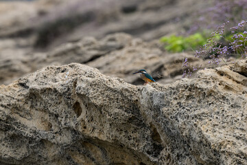 Wall Mural - Common Kingfisher sitting on the rock on see shore