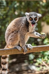 Wall Mural - Closeup of a cute Lemour with funny face on a gate