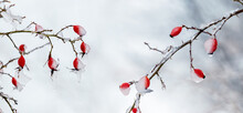 Ice-covered Red Rosehip Berries In The Garden On A Bush On A Light Background