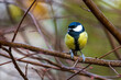 bird watching, great tit looking for food