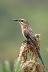 Wall Mural - Female Cape Sugarbird (Promerops cafer)