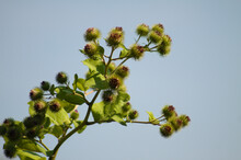 Closeup Of Green Lesser Burdock Seeds With Leaves And Blue Sky On Background