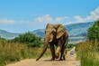 Huge and musth African elephant (Loxodonta Africana) road block in Pilanesberg national park