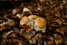 A Group Of Porcini Mushrooms Among Leaves And Moss In The Autumn Forest, Silent Mushroom Hunting.