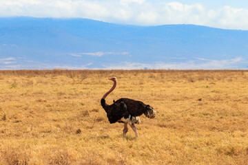 Wall Mural - Male ostrich (Struthio camelus) in savanna in Ngorongoro Crater National park in Tanzania. Wildlife of Africa