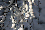 Fototapeta Fototapety na ścianę - Gałęzie pokryte białym śniegiem i szronem w czasie mroźnej zimy. 