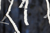Fototapeta Na ścianę - Gałęzie pokryte białym śniegiem i szronem w czasie mroźnej zimy. 