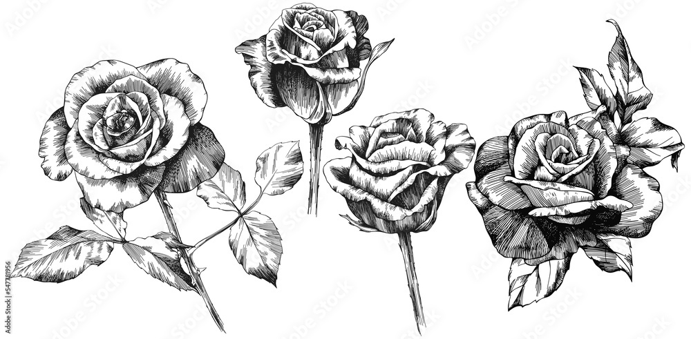Ilustración de Stock Rose flowers and leaves. Isolated hand drawn set ...