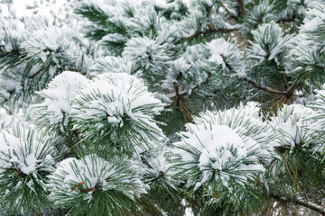 Wall Mural - Pine tree branches covered with snow