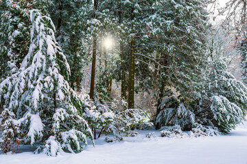 Poster - Snow covered Christmas tree