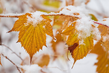 Wall Mural - Autumn leaves covered by snow.