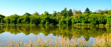 A Picturesque Lake, Forest On The Shore And Reeds In The Foreground. Wide Photo.
