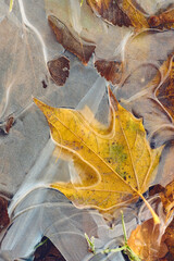 Wall Mural - Yellow maple leaf in frozen puddle. High quality photo