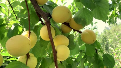 Poster - Apricots on apricot tree. Summer fruits. Ripe apricots on a tree branch. Close up