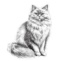 Fluffy Cat Sitting Hand Drawn Sketch Pets Vector Illustration