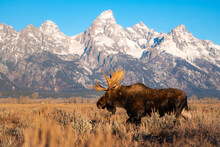 bull moose in the mountains