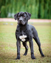 A Large Black Dog With A White Spot On His Chest Is Standing On The Lawn