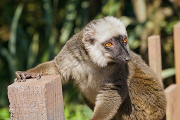 Poster - Closeup shot of a lemur holding on a concrete post at Cumbria Safari Zoo in England