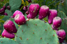 Fruits Of Eastern Prickly Pear Cactus (Opuntia Humifusa) In Fall In Garden In Virgnia.