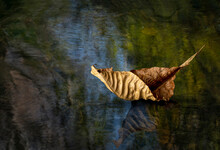 Autumn Leaf Floating On Surface Of Pond In Autumn In Central Virginia.