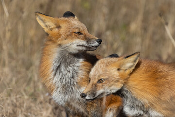 Sticker - Red foxes playing in autumn
