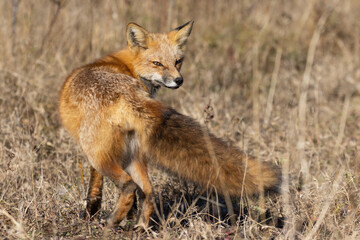 Sticker - Red fox portrait in autumn