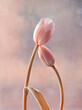 Tulipany, pastelowy kwiat