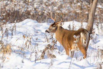 Sticker - deer in snow