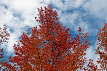 Wall Mural - The natural beauty of autumn colors and falling leaves