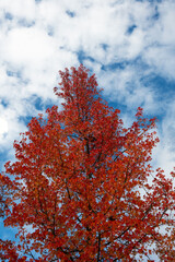 Wall Mural - The natural beauty of autumn colors and falling leaves