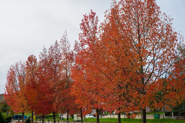 Wall Mural - The natural beauty of autumn colors and falling leaves