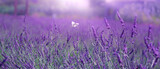 Fototapeta Kwiaty - Fioletowe tło Lawendy